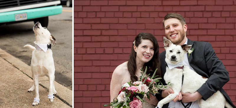 Cute wedding dog with little wedding cuffs and black bow tie for modern wedding